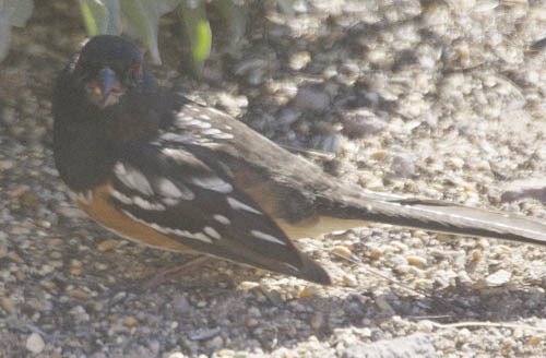  Spotted towhee